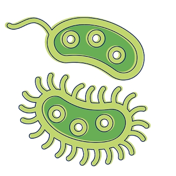 Приложение "Всички бактерии: описание, форми, патогенност, геном"